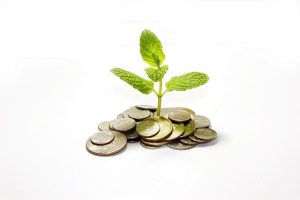 Money Plant